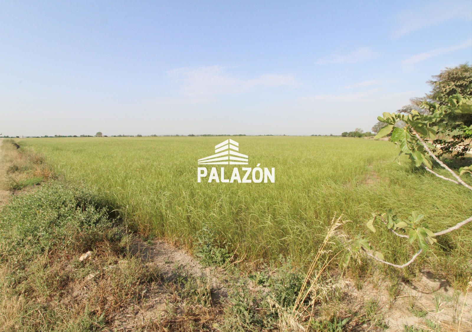 Rural land for sale in Catral, Alicante considered for the Farm by 50 search