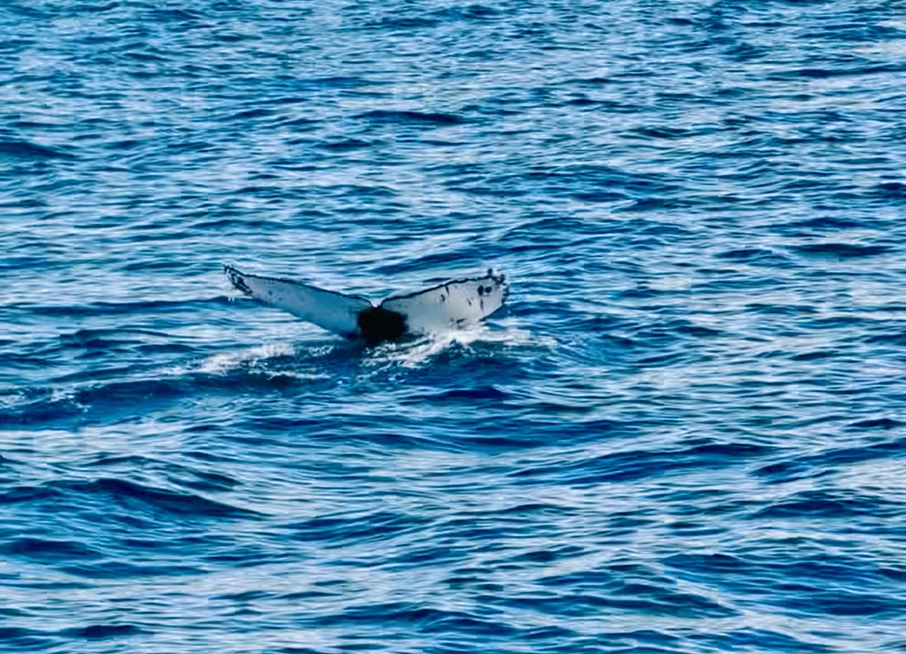 A humpback showing its fluke near Húsavík