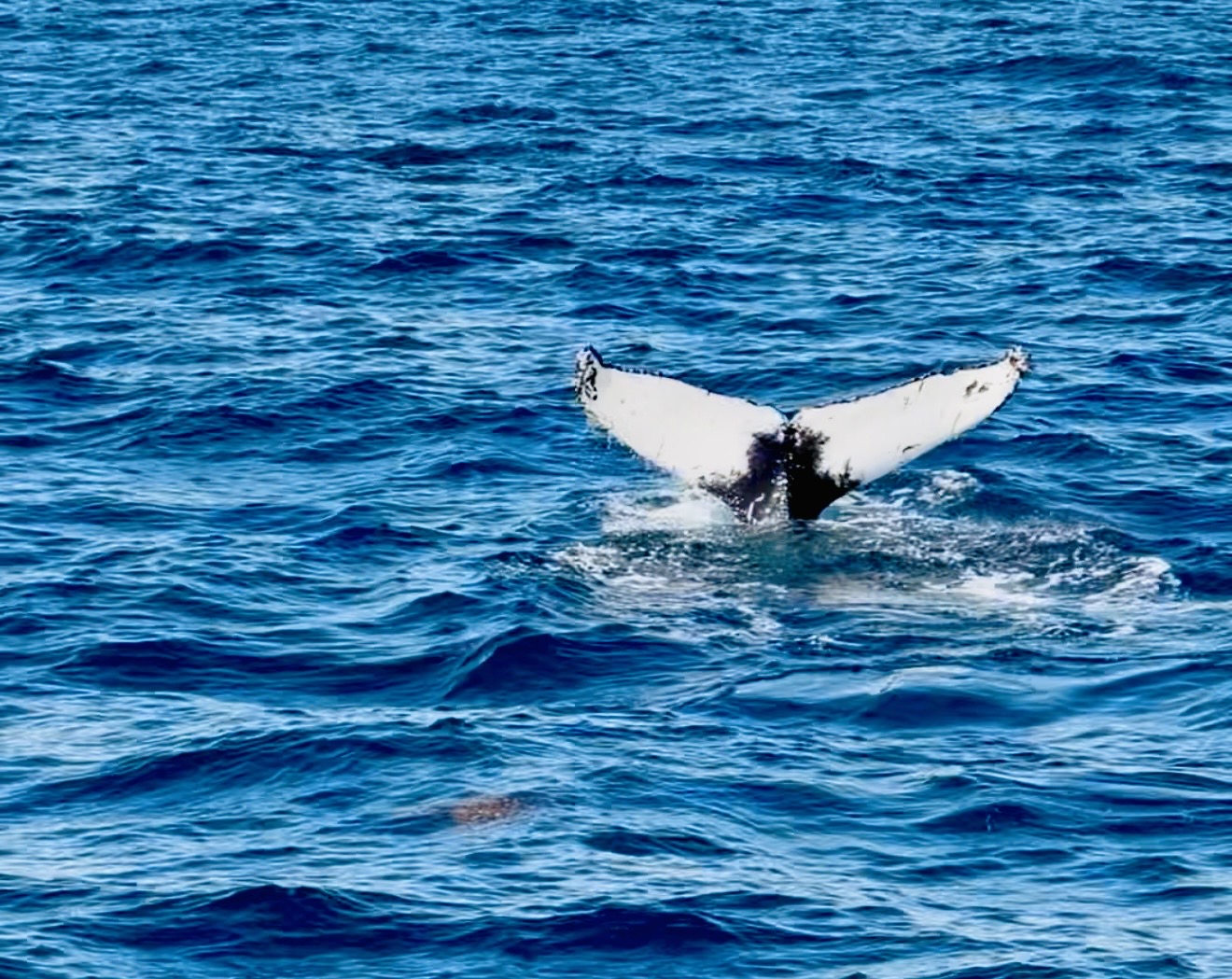 A humpback whale lifting its fluke above the water during our whale-watching trip from Húsavík.